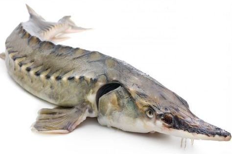 Potrava pro jesetera